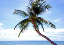 Photo Palme auf Ko Phangan